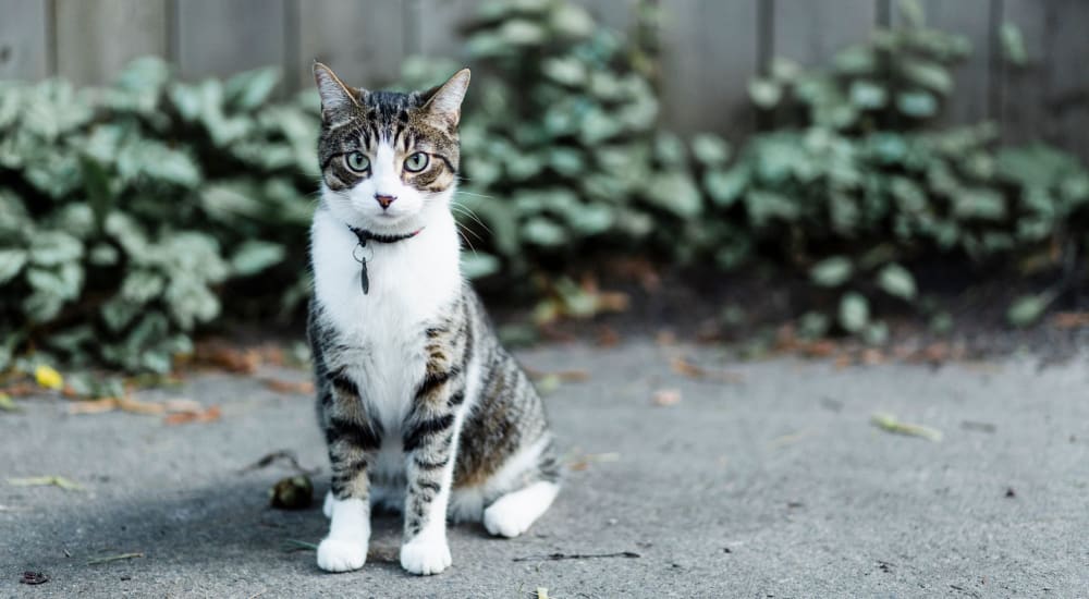 Happy cat posing for a photo outside at Crystal Springs in Fort Worth, Texas