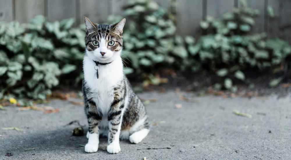 Happy cat posing for a photo outside at Los Flamboyanes in Rochester, New York