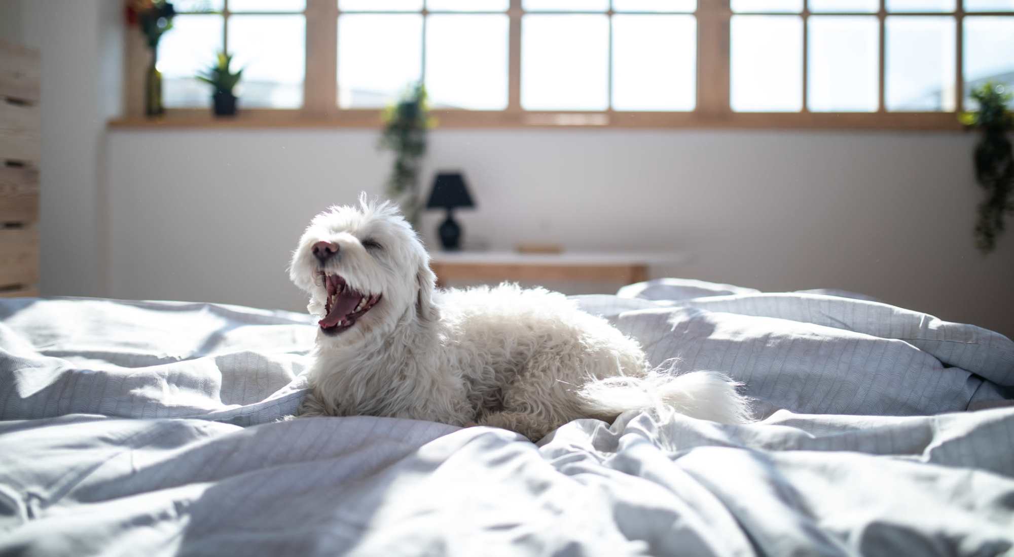 Pet Friendly | Villas Willow Glen in San Jose, California