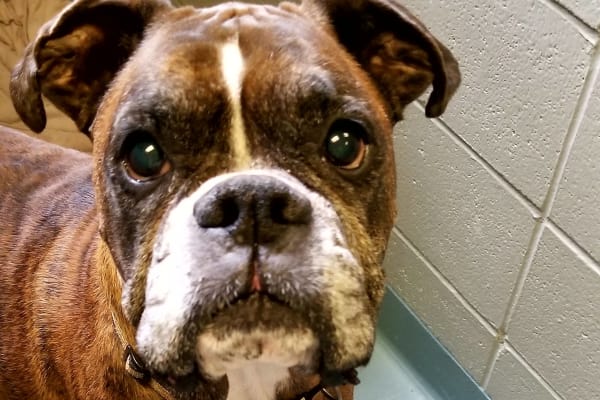 About our Lakewood Animal Hospital