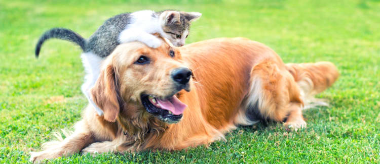 Dog and cat playing outside their new home at The Boulevard in Phoenix, Arizona