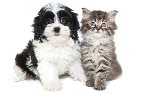 Eastside Bond Apartments are pet friendly