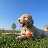 Dog in a nearby dog park at Asheville at Spring Branch in Houston, Texas
