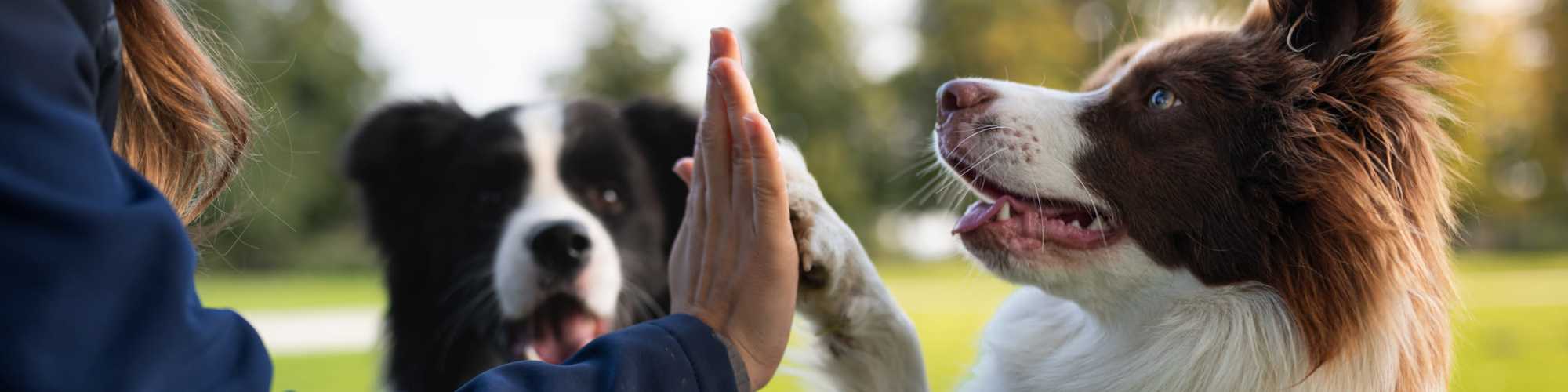 Pet Friendly | Patten East in Austin, Texas 
