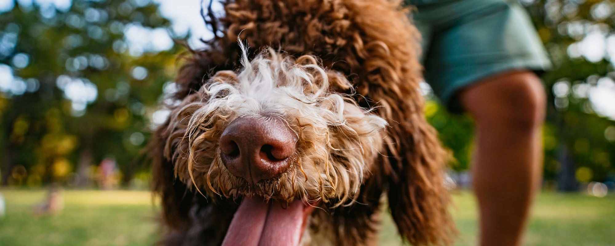 Pet Policy | Butterfield Commons in Maricopa, Arizona