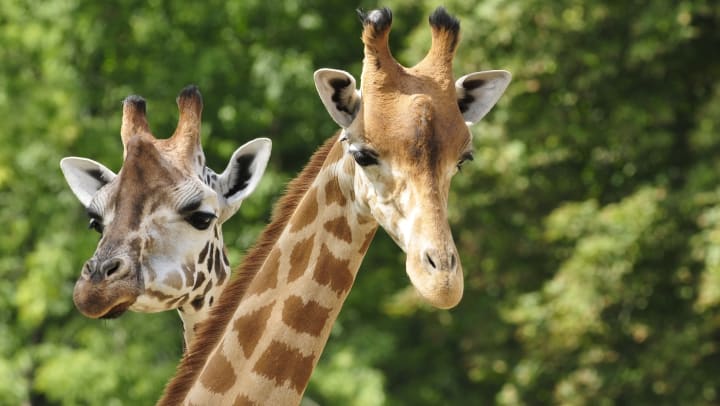 A close up of two giraffes at the San Diego zoo.
