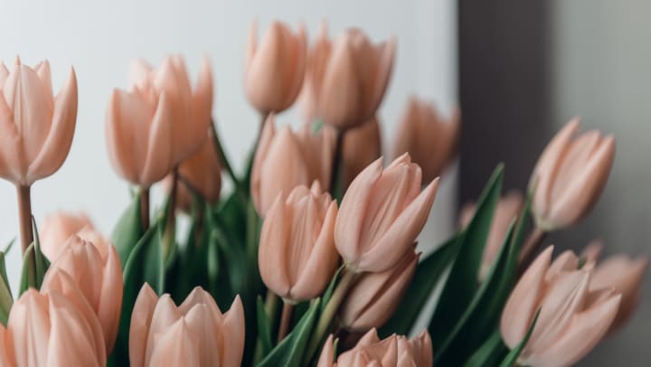A bouquet of fresh spring coral color tulips