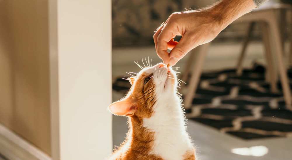 A cat being fed with treats at The Hayes Apartments in Fort Worth, Texas