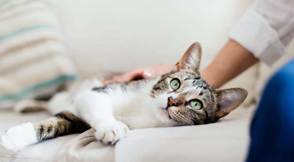 Pet-friendly at The Boulders At Katy Trail in Saint Charles, Missouri