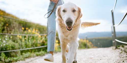 Resident out for a walk with their dog near The Residences at Old Hawthorne in Columbia, Missouri