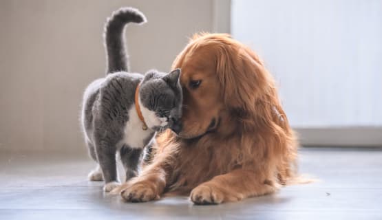 Lodge at Croasdaile Farm has pet friendly apartments for rent in Durham, North Carolina