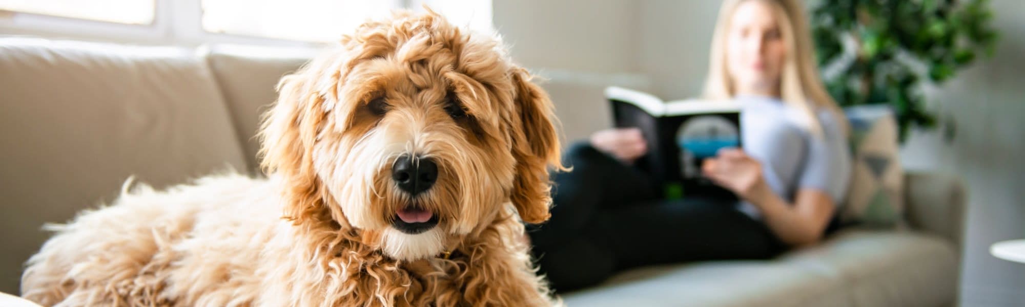 Pet-friendly apartments at City Harbor in Melbourne, Florida