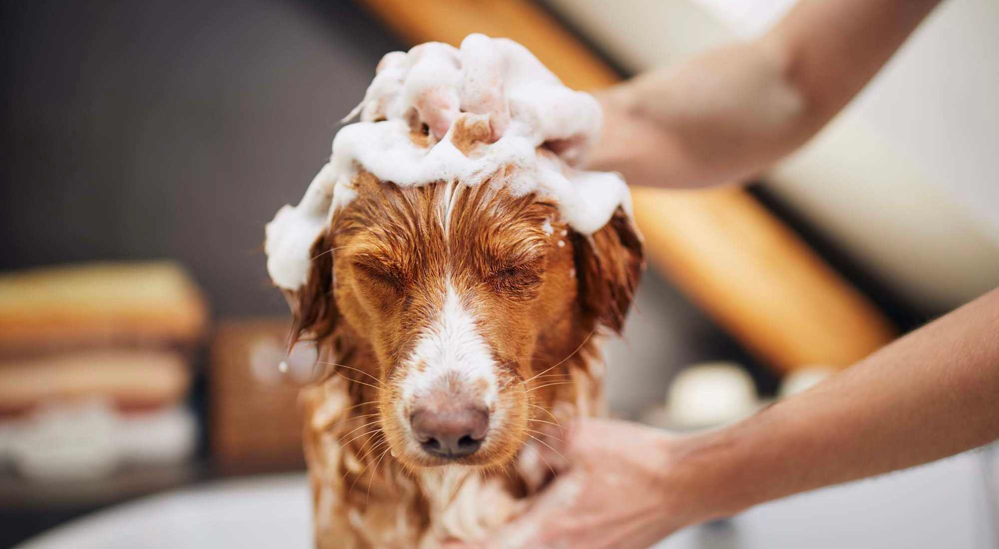 Pet Friendly | Whitetail Ridge in Salem, Wisconsin   