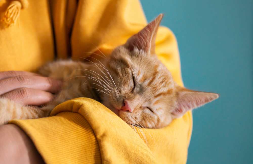 A cat owner holding their cat in their arms at Reidy Creek Apartments in Escondido, California