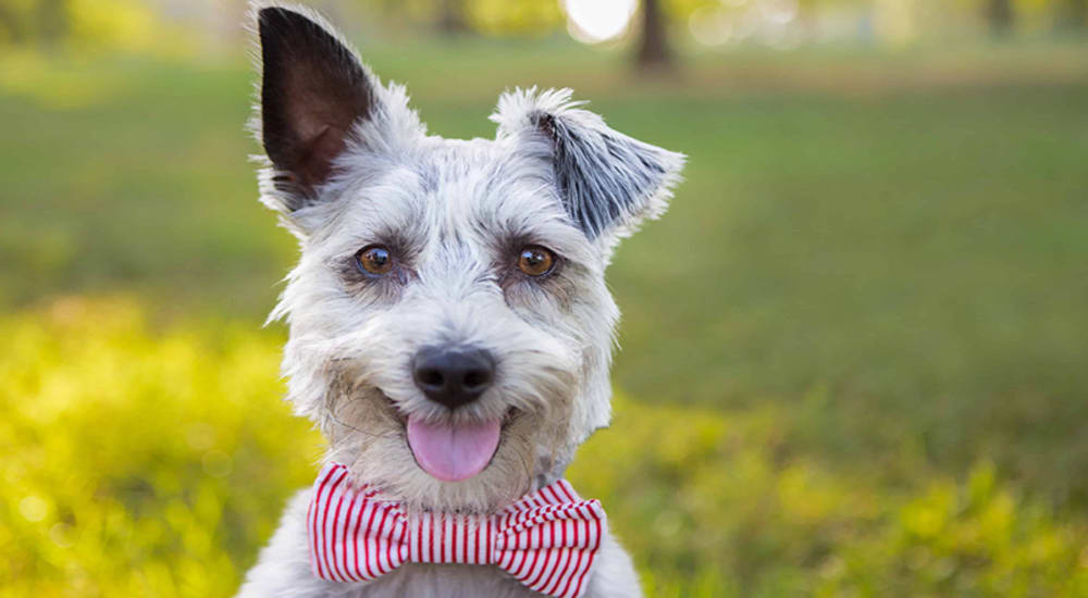 Dog in a park at Commodore in Vicksburg, Mississippi