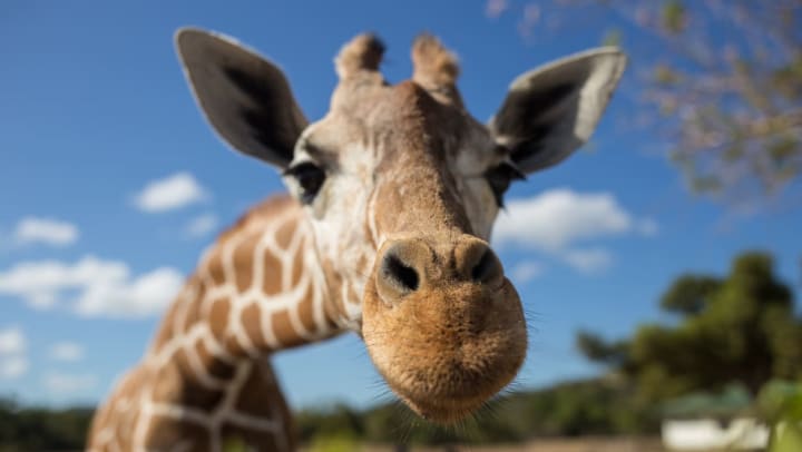 giraffe close up | Albuquerque BioPark