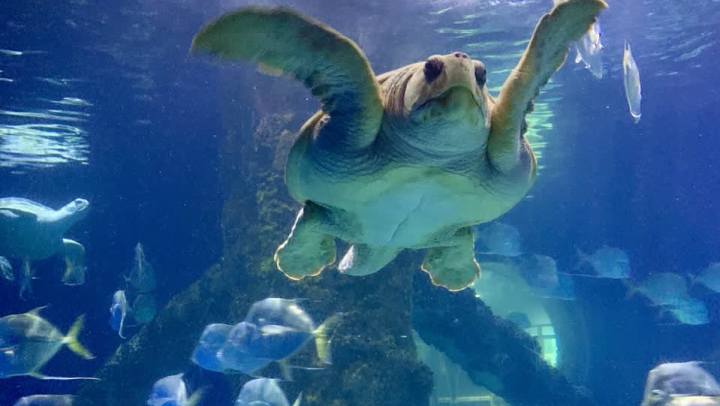 Sea Turtle at the Virginia Aquarium and Marine Science Center