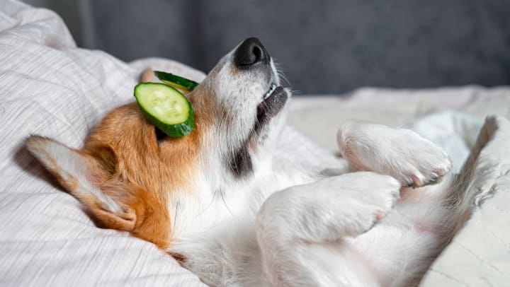 doggy spa day | vets in Jacksonville 
