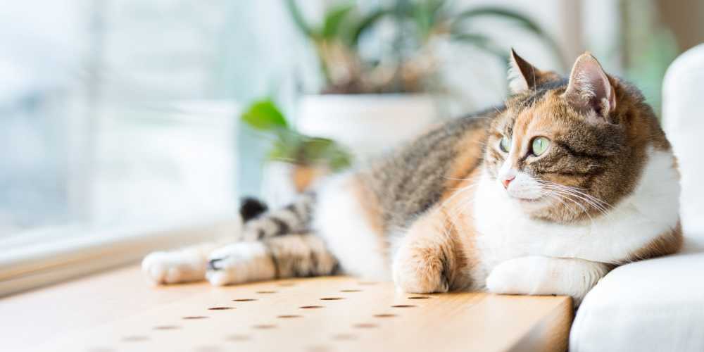 Cat relaxing at Desert Meadows in Lancaster, California