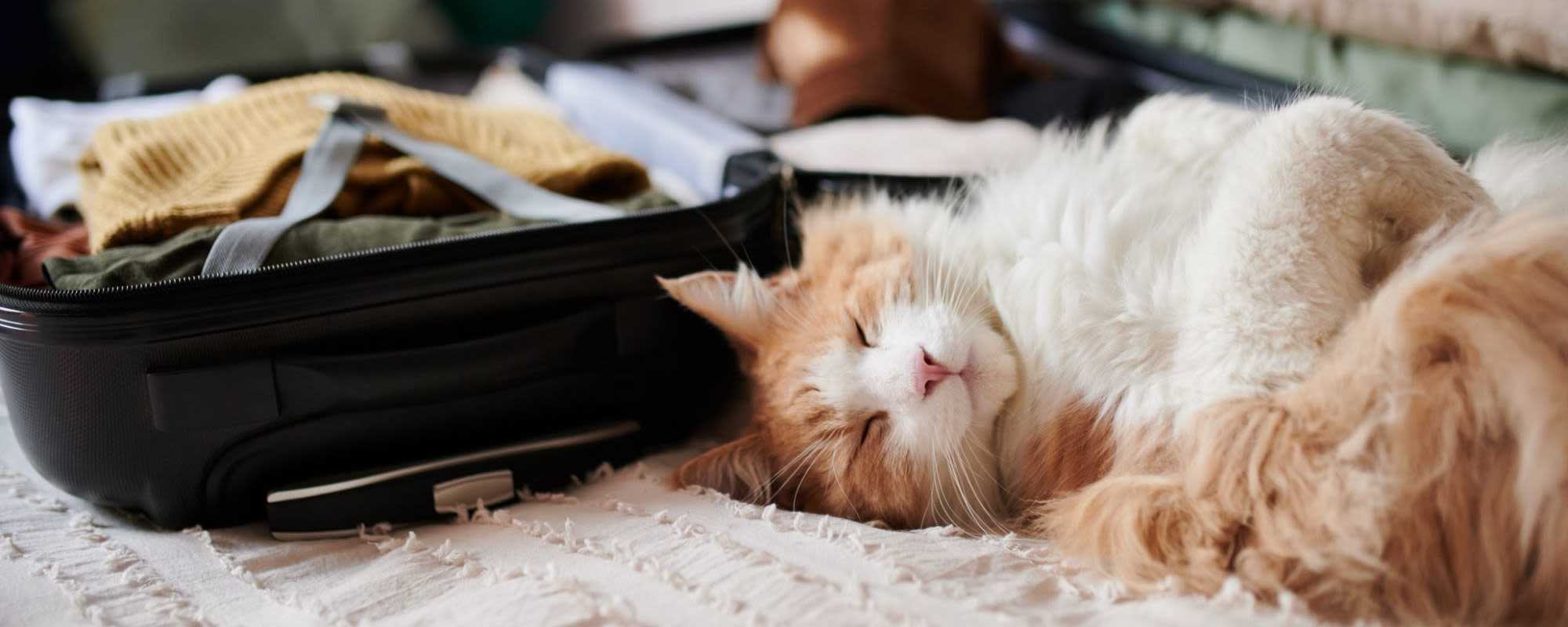 Pet Friendly | Westmoreland Apartments in Los Angeles, California