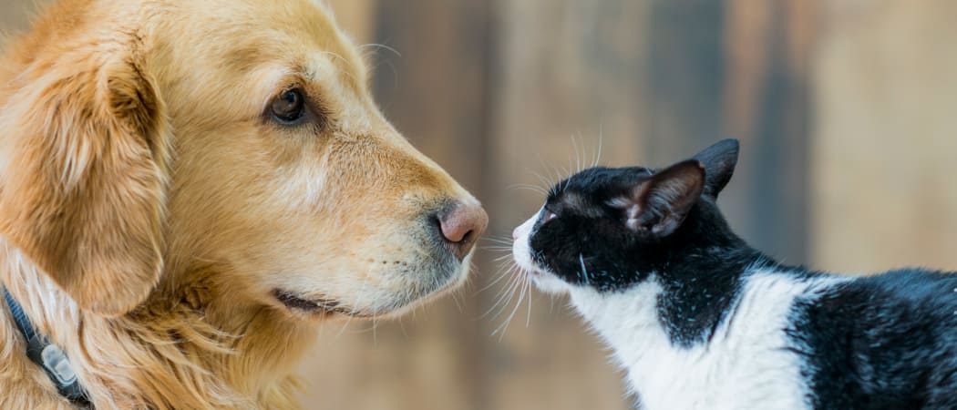 Dog and cat becoming friends at Discovery Landing Apartment Homes in Burien, WA