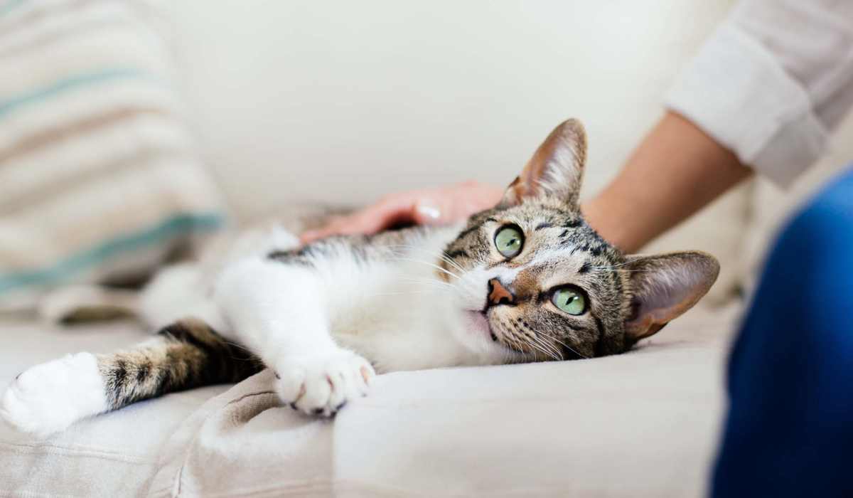 Resident with her cat at Schroeder Square Apartments in Madison, Wisconsin