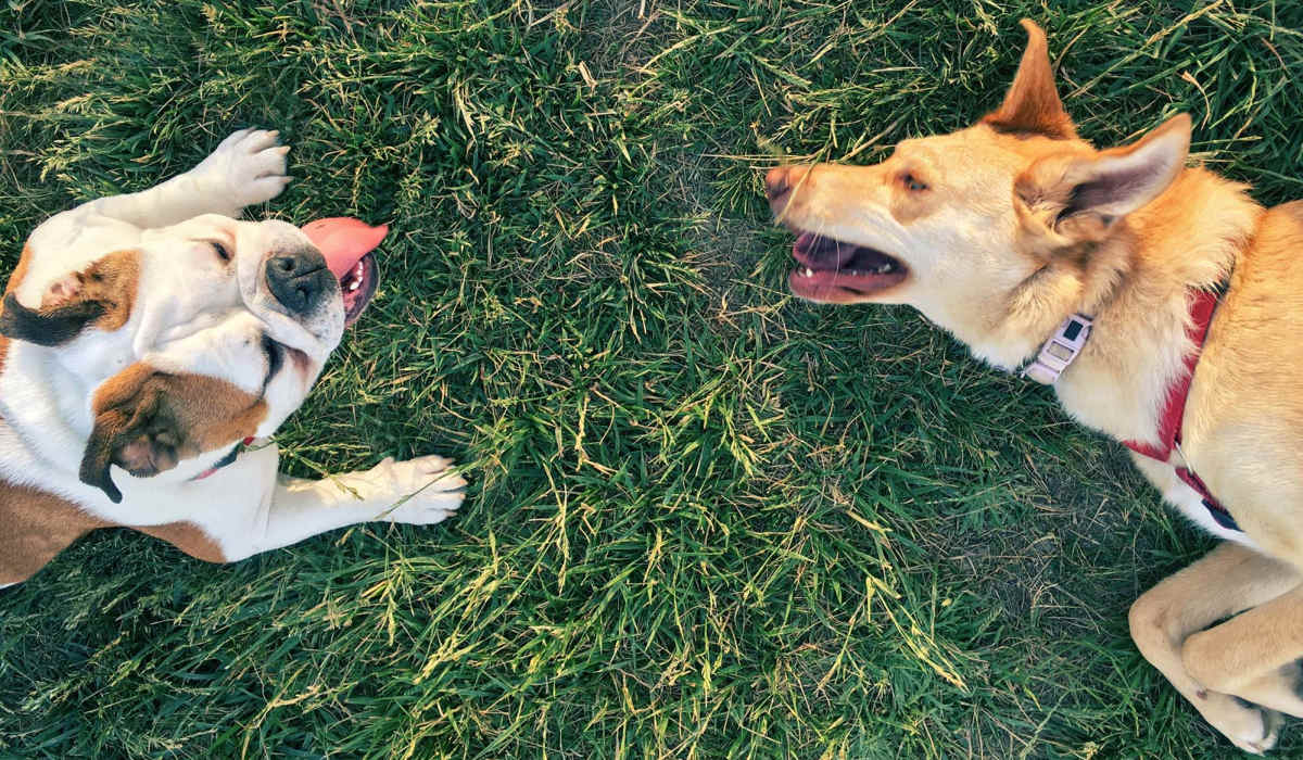 Two dogs lying on grass at The Julien in Charlotte, North Carolina