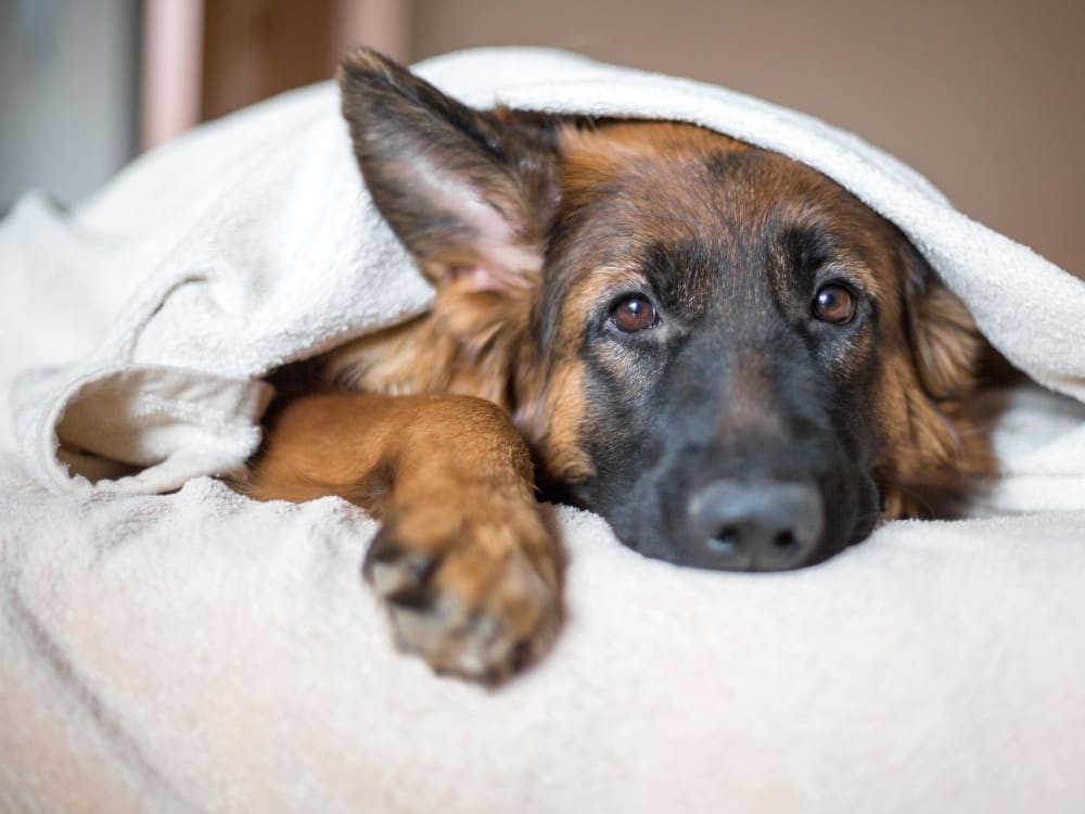 Puppy laying under the blankets on the bed looking very sleepy at Alley South Lake Union in Seattle, Washington