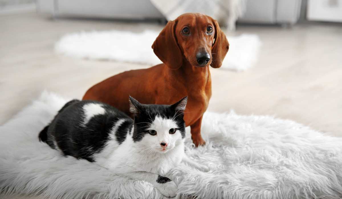 Brown dog, white and black cat at Eighth & Penn in Pittsburgh, Pennsylvania