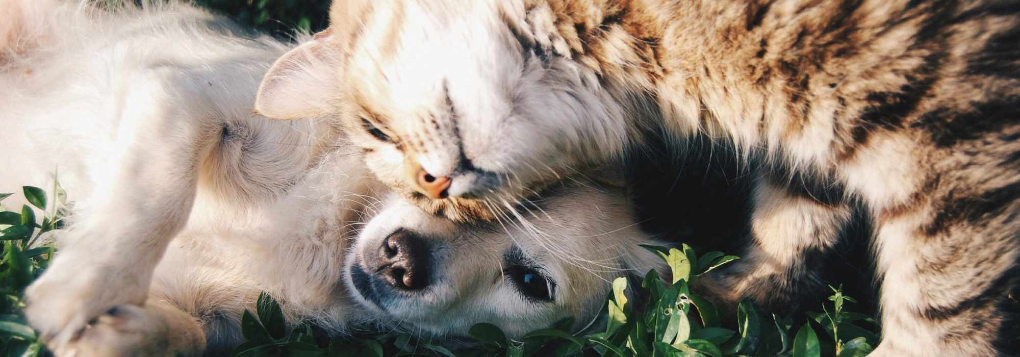 Pet Friendly at Mosaic at Mueller in Austin, Texas