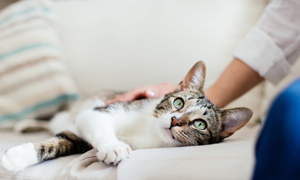 Friendly resident cat laying on a couch at The Mills at Lehigh in Bethlehem, Pennsylvania