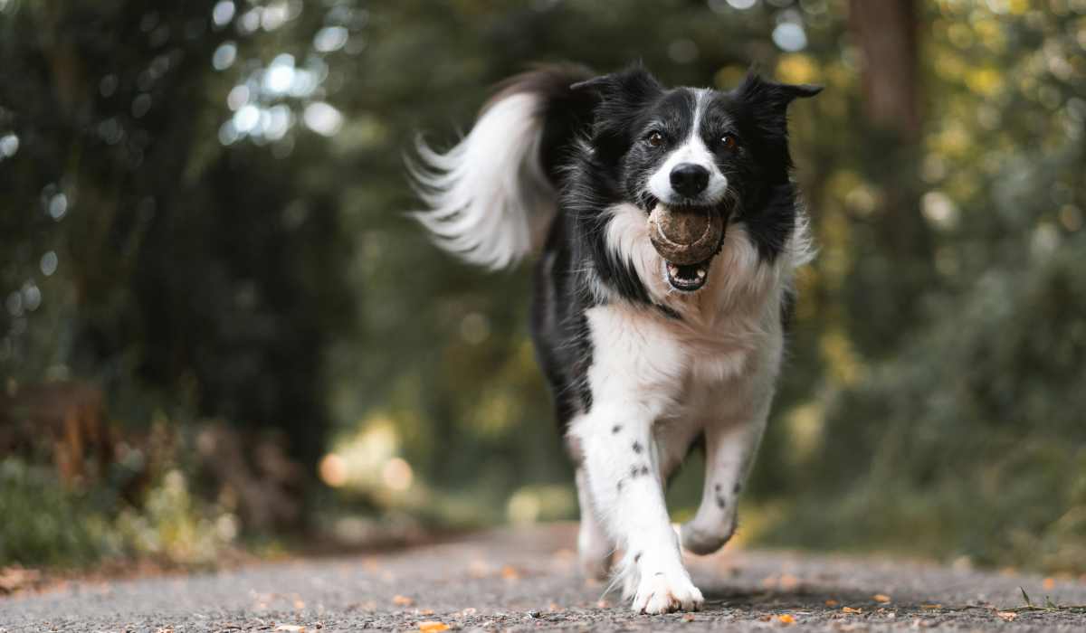 Pet-friendly at  Mosaic at Mueller in Austin, Texas