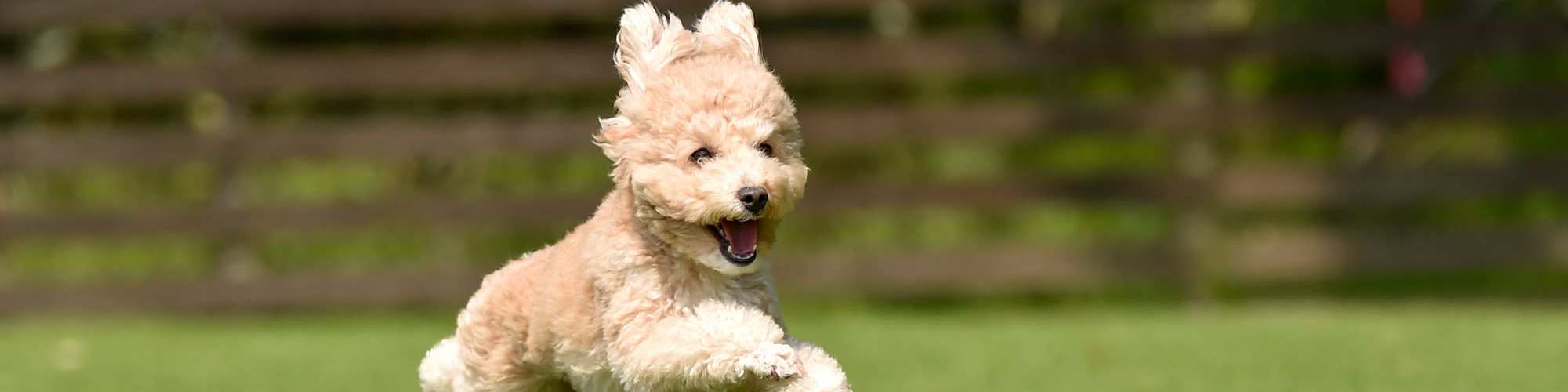 Pet Friendly | Chapel Estates II in Jackson, Mississippi