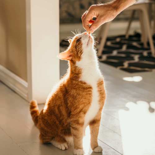 Person feeding their pet cat at Marlowe Place in Charlotte, North Carolina