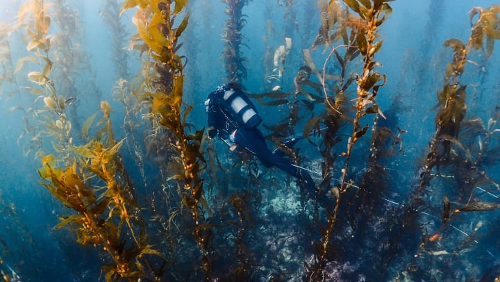 Scuba diver underwater