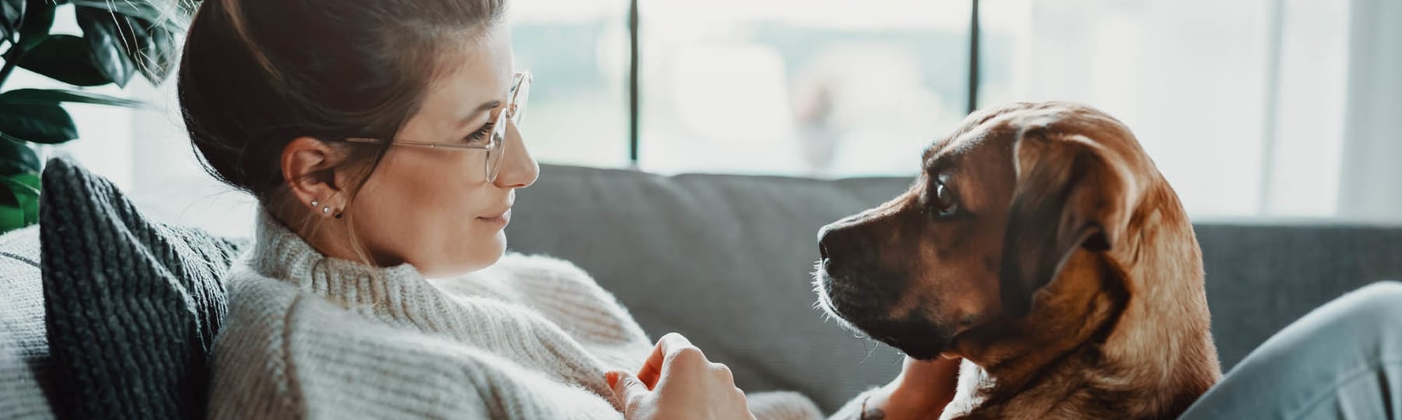 Pet-friendly apartments at Arbor Village in Summerville, South Carolina