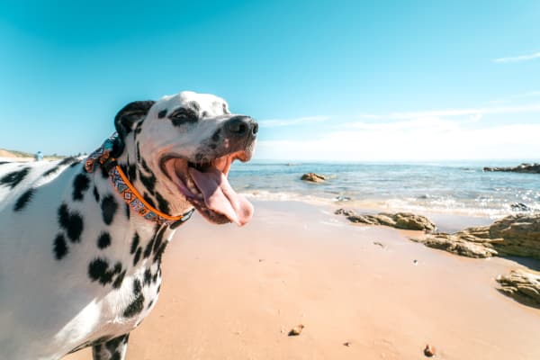 Our apartments in San Diego are pet friendly