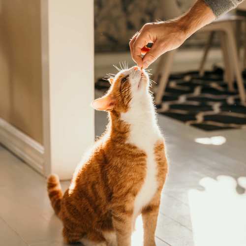 Pet friendly at Lebanon Vue in Pittsburgh, Pennsylvania