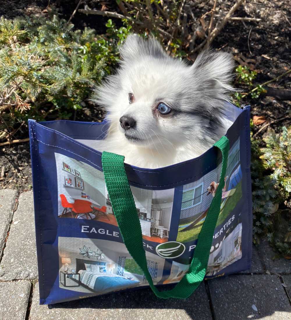 Cute pup in a shopping bag at Mountain View Terrace in Latham, New York