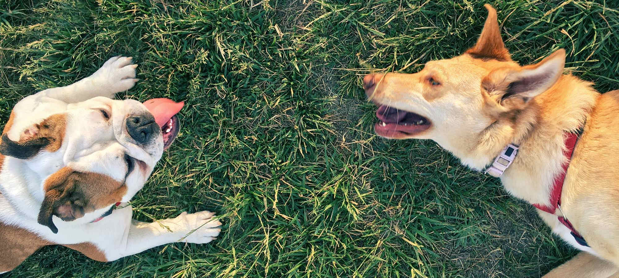 Pet Friendly at The Lofts in Sacramento, California