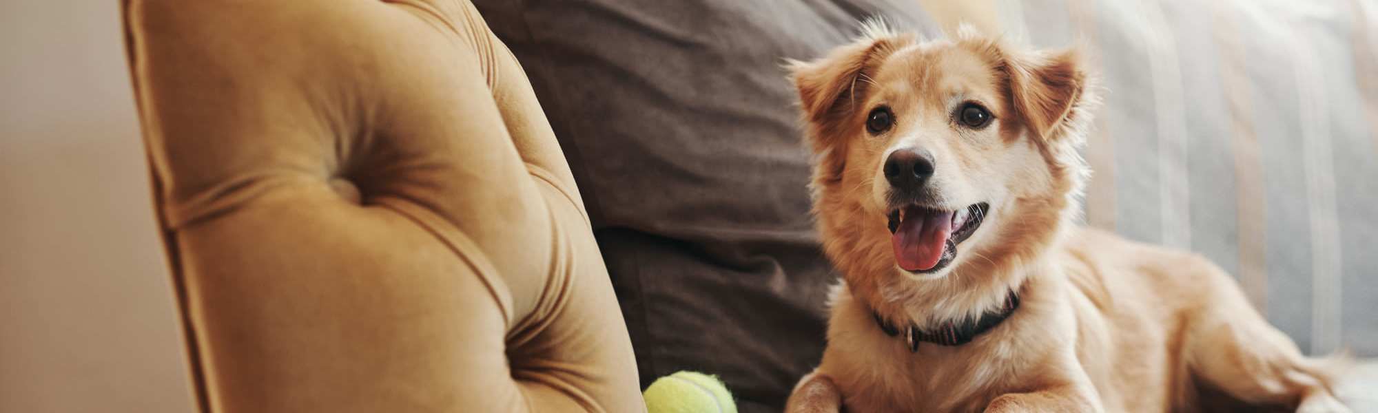 Pet Friendly at 2001 Clarendon BLVD in Arlington, Virginia