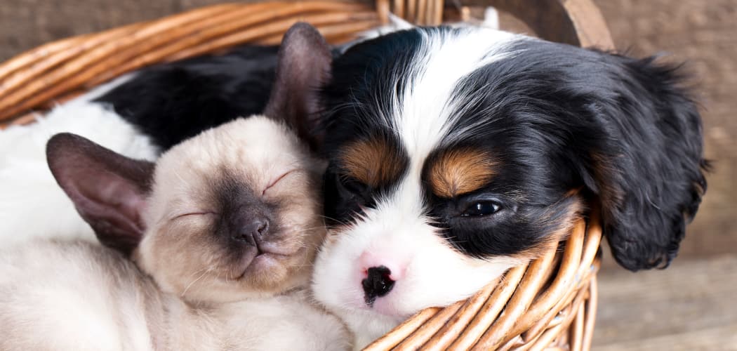 Kitty and pup in a basket relaxing together in their new apartment home at IMT Beverly Arnaz in Los Angeles, CA