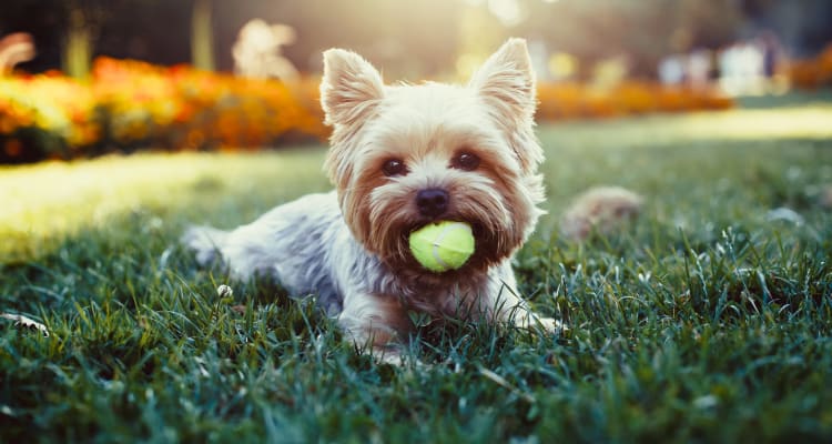 Adorable pet dog at Poplar Place in Memphis, Tennessee