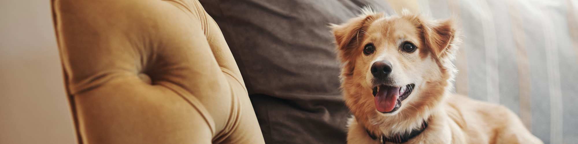 Pet Friendly | Glenwood Garden Apartments in Mountain View, California
