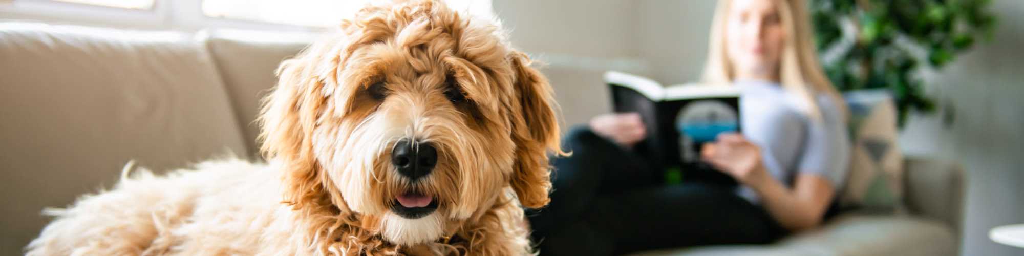 Pet-Friendly | Riverstone Trails in Sunnyvale, Texas