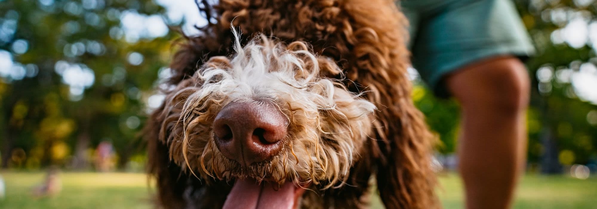 Pet-friendly apartments at The Garratt in Westerville, Ohio