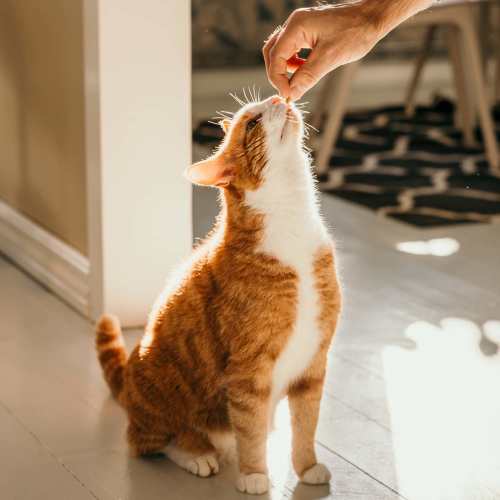 Resident feeding his cat at Yukon on 15th in Yukon, Oklahoma