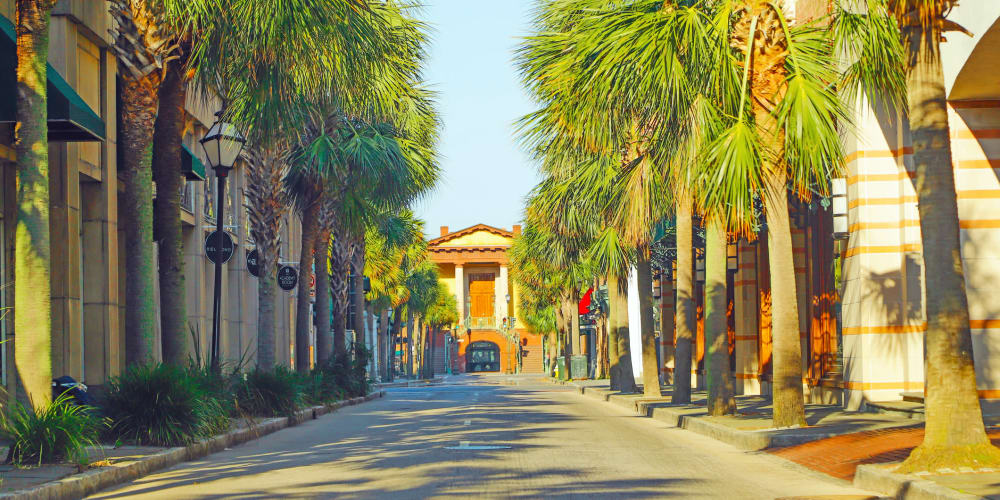  A palm tree lined street near Mosby Ingleside in North Charleston, South Carolina