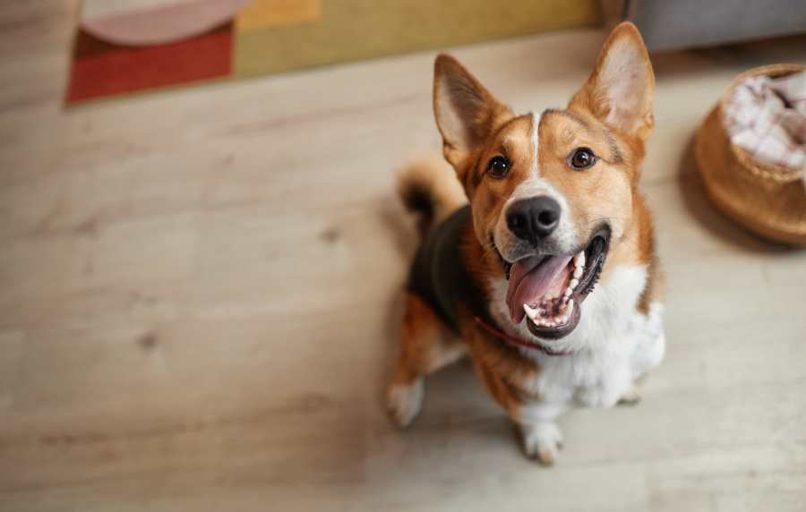 A cute dog at Mount Vernon Arms Apartments in Merrillville, Indiana