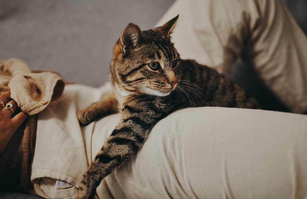 Cat relaxing on the couch at Edgewater at Virginia Lake in Reno, Nevada